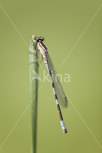 Northern Damselfly (Coenagrion hastulatum)