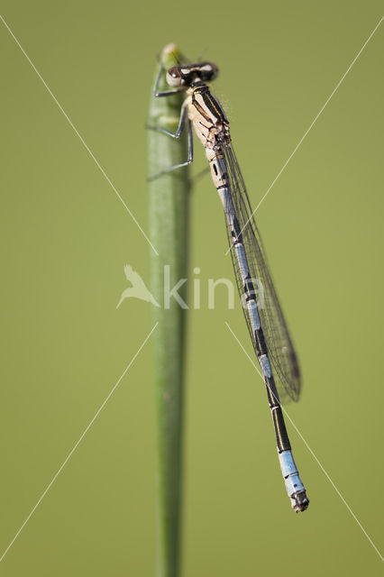 Northern Damselfly (Coenagrion hastulatum)