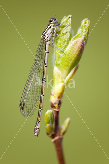 Speerwaterjuffer (Coenagrion hastulatum)