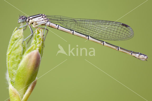 Northern Damselfly (Coenagrion hastulatum)