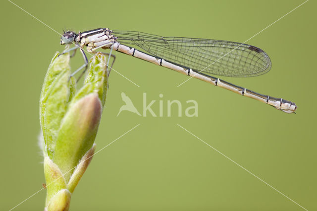 Speerwaterjuffer (Coenagrion hastulatum)