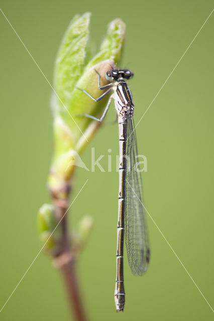 Northern Damselfly (Coenagrion hastulatum)