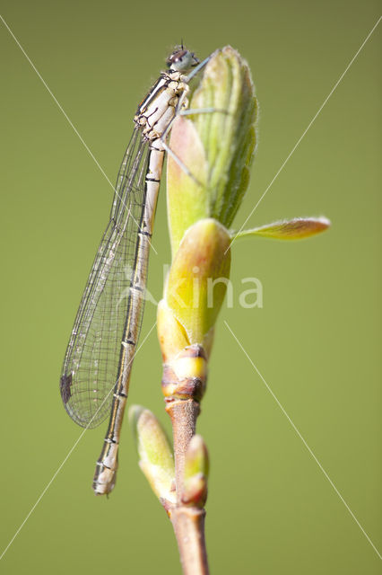 Northern Damselfly (Coenagrion hastulatum)