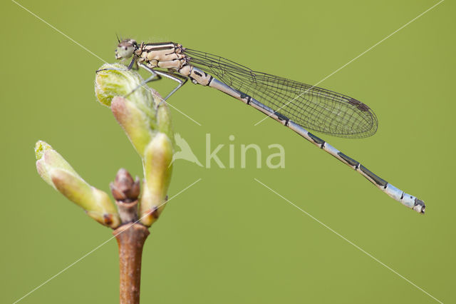 Northern Damselfly (Coenagrion hastulatum)