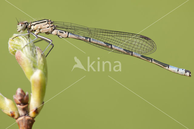 Northern Damselfly (Coenagrion hastulatum)