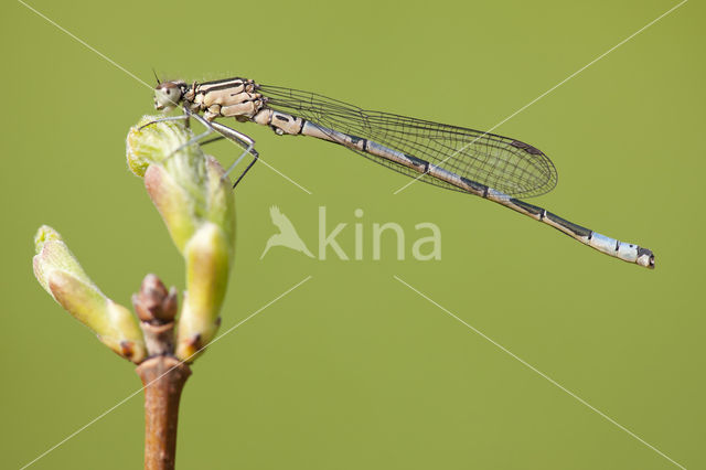 Speerwaterjuffer (Coenagrion hastulatum)