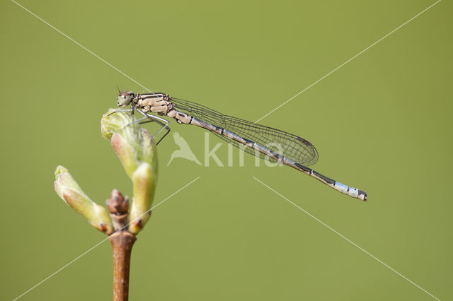 Northern Damselfly (Coenagrion hastulatum)