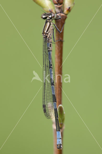 Northern Damselfly (Coenagrion hastulatum)