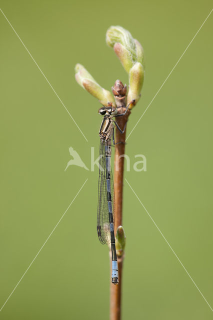 Northern Damselfly (Coenagrion hastulatum)