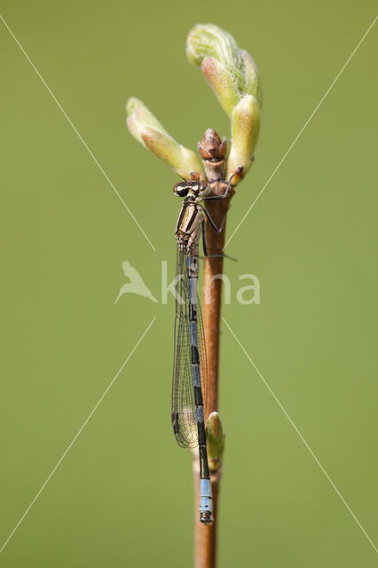 Northern Damselfly (Coenagrion hastulatum)