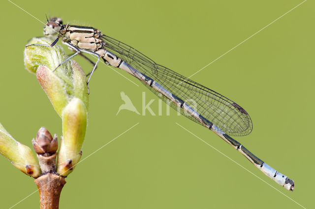 Northern Damselfly (Coenagrion hastulatum)