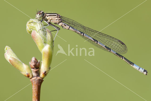 Northern Damselfly (Coenagrion hastulatum)