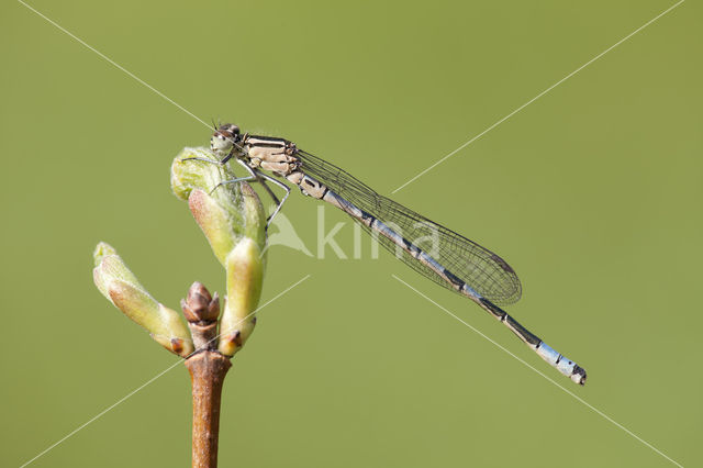 Northern Damselfly (Coenagrion hastulatum)