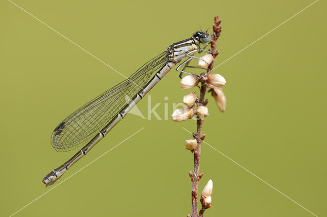 Speerwaterjuffer (Coenagrion hastulatum)