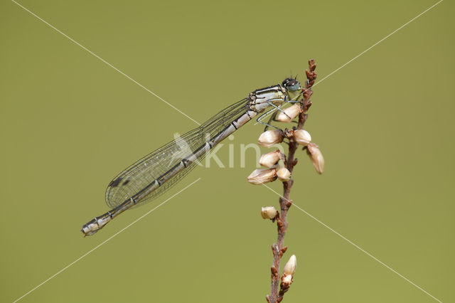 Northern Damselfly (Coenagrion hastulatum)