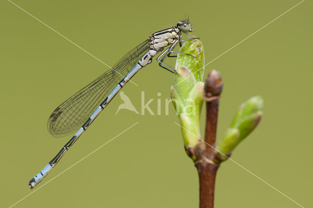 Northern Damselfly (Coenagrion hastulatum)