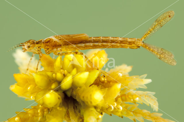 Northern Damselfly (Coenagrion hastulatum)