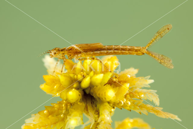 Northern Damselfly (Coenagrion hastulatum)