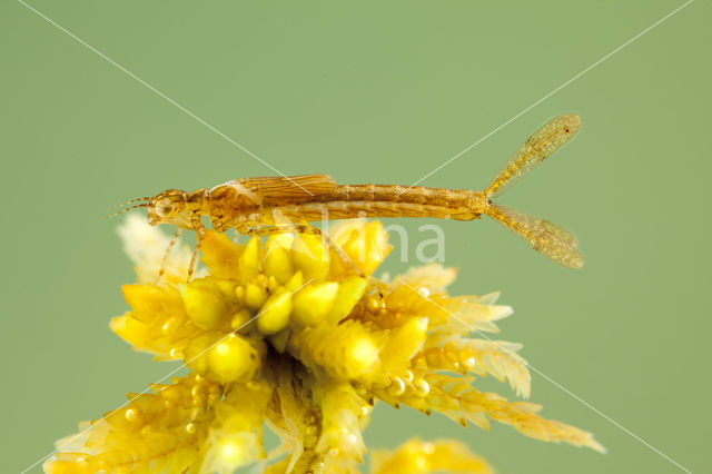 Northern Damselfly (Coenagrion hastulatum)