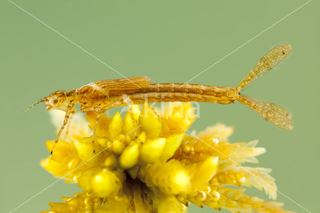 Northern Damselfly (Coenagrion hastulatum)