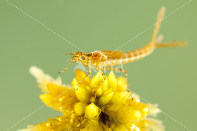 Northern Damselfly (Coenagrion hastulatum)