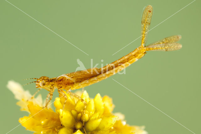 Speerwaterjuffer (Coenagrion hastulatum)