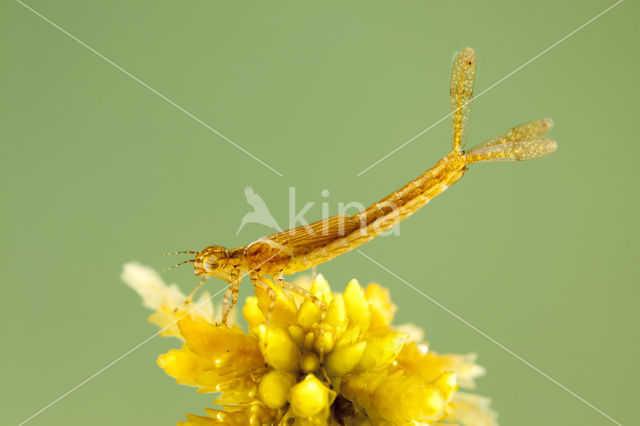 Northern Damselfly (Coenagrion hastulatum)