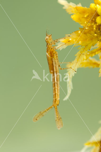 Northern Damselfly (Coenagrion hastulatum)