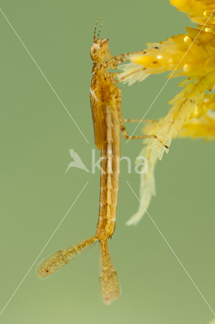 Northern Damselfly (Coenagrion hastulatum)