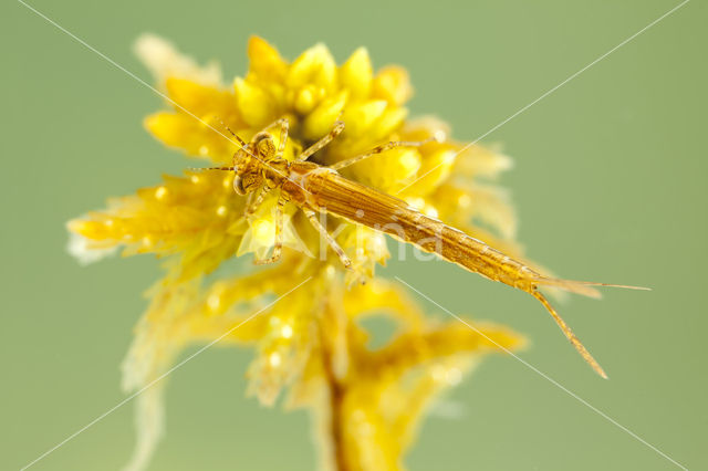 Speerwaterjuffer (Coenagrion hastulatum)