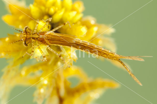 Northern Damselfly (Coenagrion hastulatum)