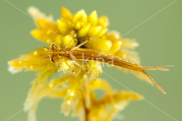 Speerwaterjuffer (Coenagrion hastulatum)