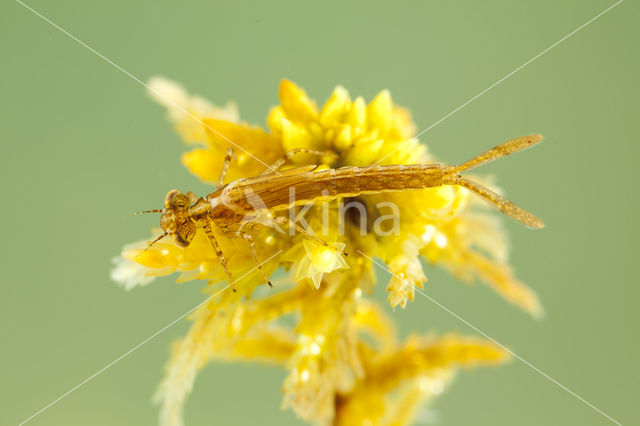 Speerwaterjuffer (Coenagrion hastulatum)