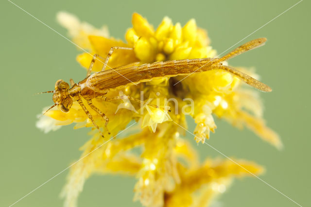 Northern Damselfly (Coenagrion hastulatum)