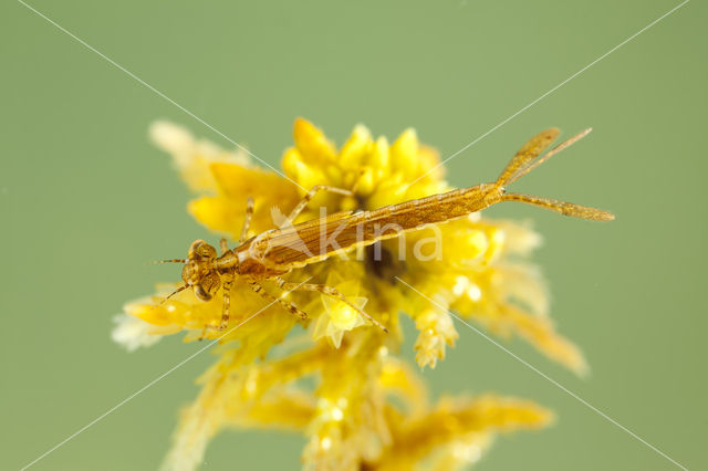 Northern Damselfly (Coenagrion hastulatum)