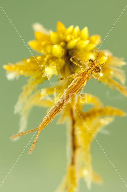 Northern Damselfly (Coenagrion hastulatum)