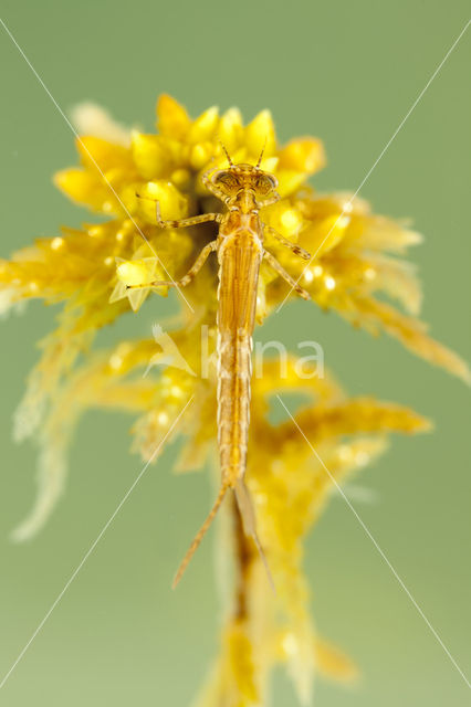 Northern Damselfly (Coenagrion hastulatum)