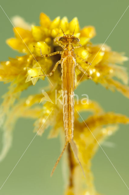 Speerwaterjuffer (Coenagrion hastulatum)