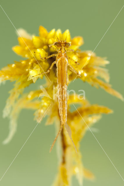 Northern Damselfly (Coenagrion hastulatum)