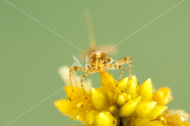 Northern Damselfly (Coenagrion hastulatum)