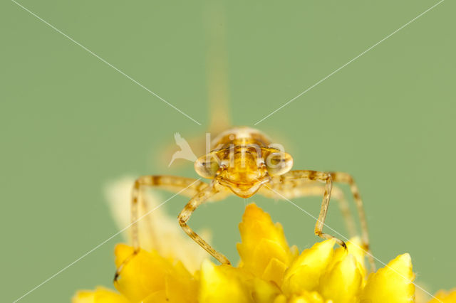 Northern Damselfly (Coenagrion hastulatum)