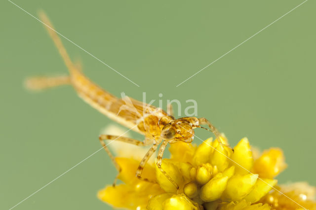 Northern Damselfly (Coenagrion hastulatum)