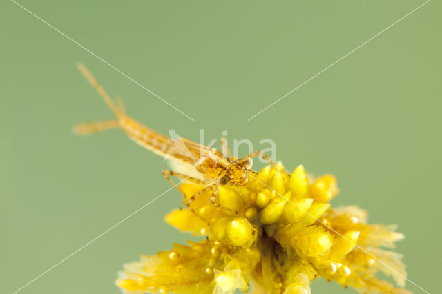 Northern Damselfly (Coenagrion hastulatum)