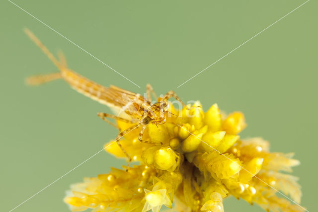 Speerwaterjuffer (Coenagrion hastulatum)