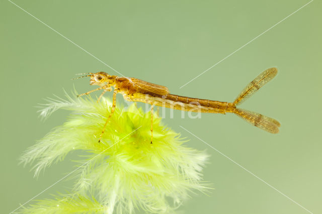 Northern Damselfly (Coenagrion hastulatum)