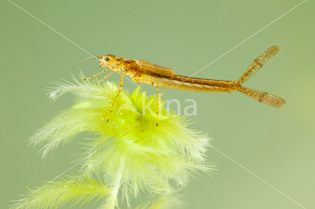 Speerwaterjuffer (Coenagrion hastulatum)