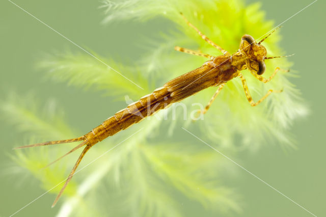 Northern Damselfly (Coenagrion hastulatum)