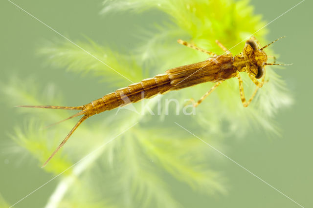 Speerwaterjuffer (Coenagrion hastulatum)