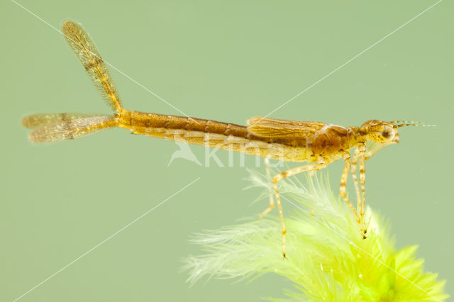 Northern Damselfly (Coenagrion hastulatum)