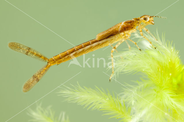 Speerwaterjuffer (Coenagrion hastulatum)